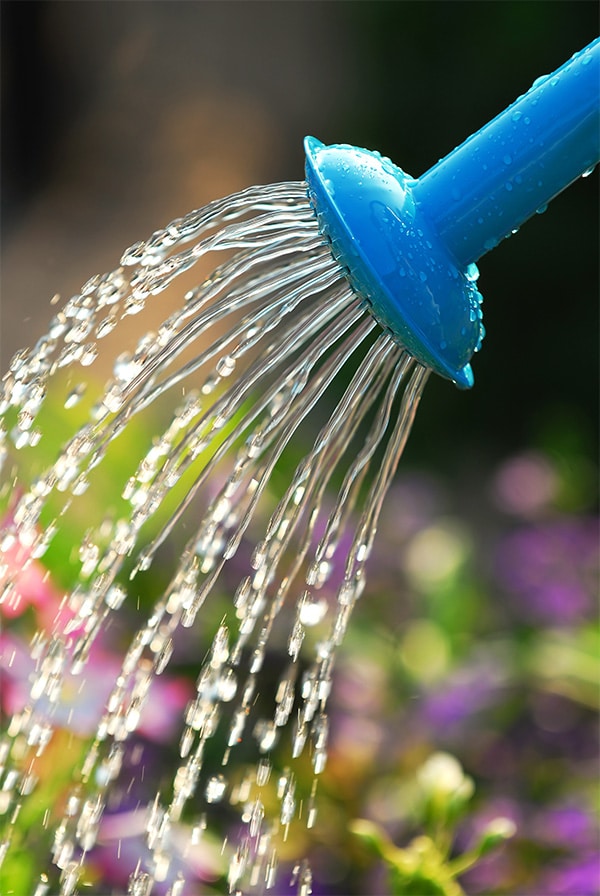 Watering Flowers