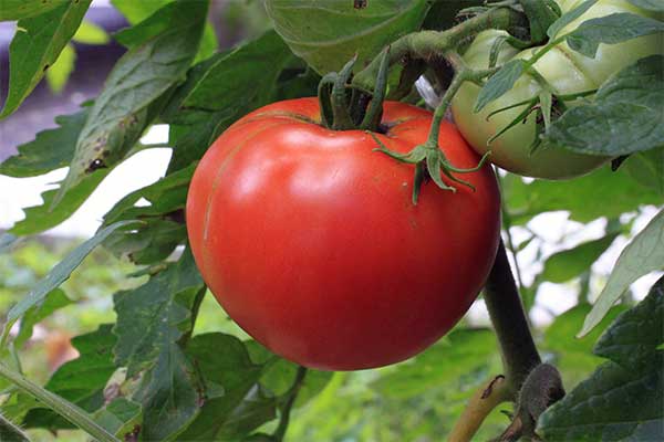 Tomato in Vegetable Garden