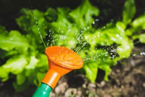 Watering your Garden