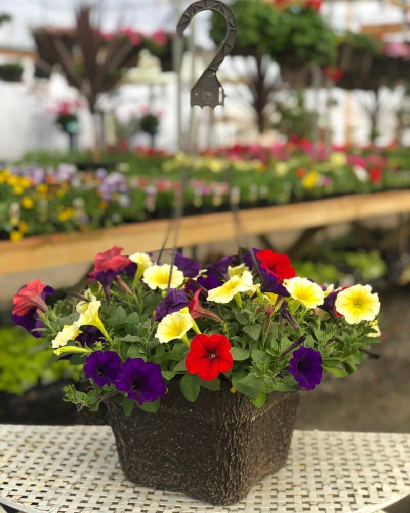 10 inch Hanging Basket in a Variety of Colors and Mix
