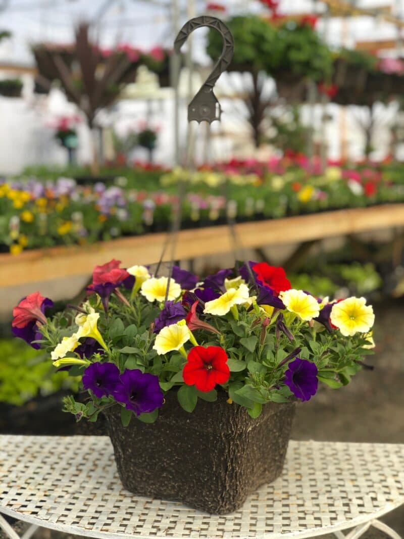 10 inch Hanging Basket in a Variety of Colors and Mix