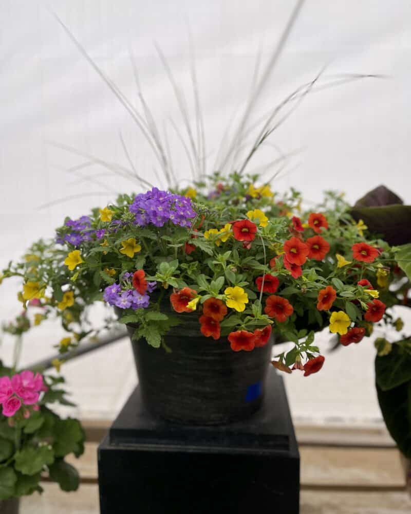 – Outdoor Planter Mixed Variety And Color