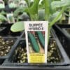 Burpee Hybrid II Cucumber