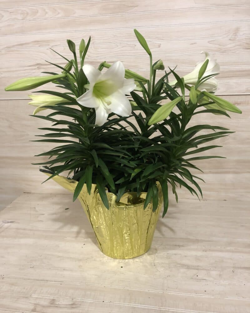 Easter Lily Double Stem