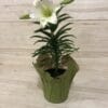 Easter Lily Single Stem