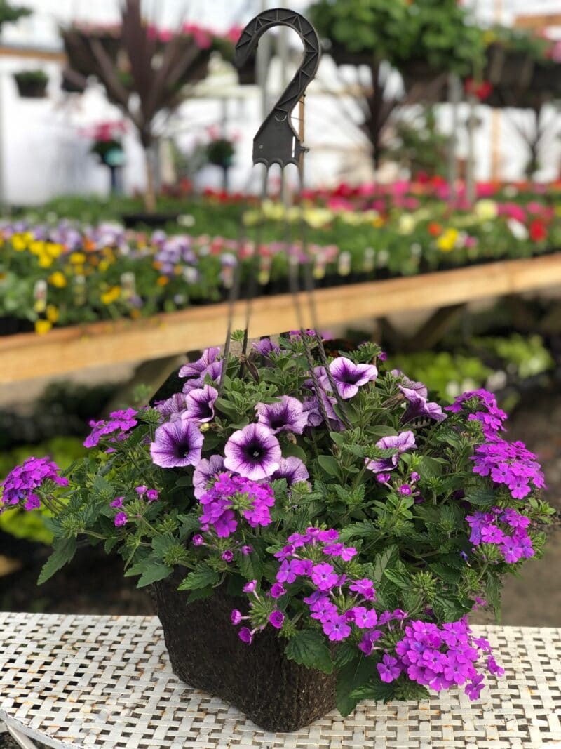 12 inch Hanging Basket in a Variety of Colors and Mix