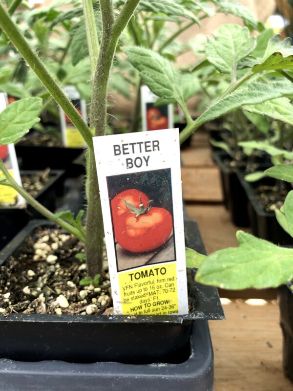 https://blossomtown.com/wp-content/uploads/2020/04/Tomato-Better-Boy.jpg