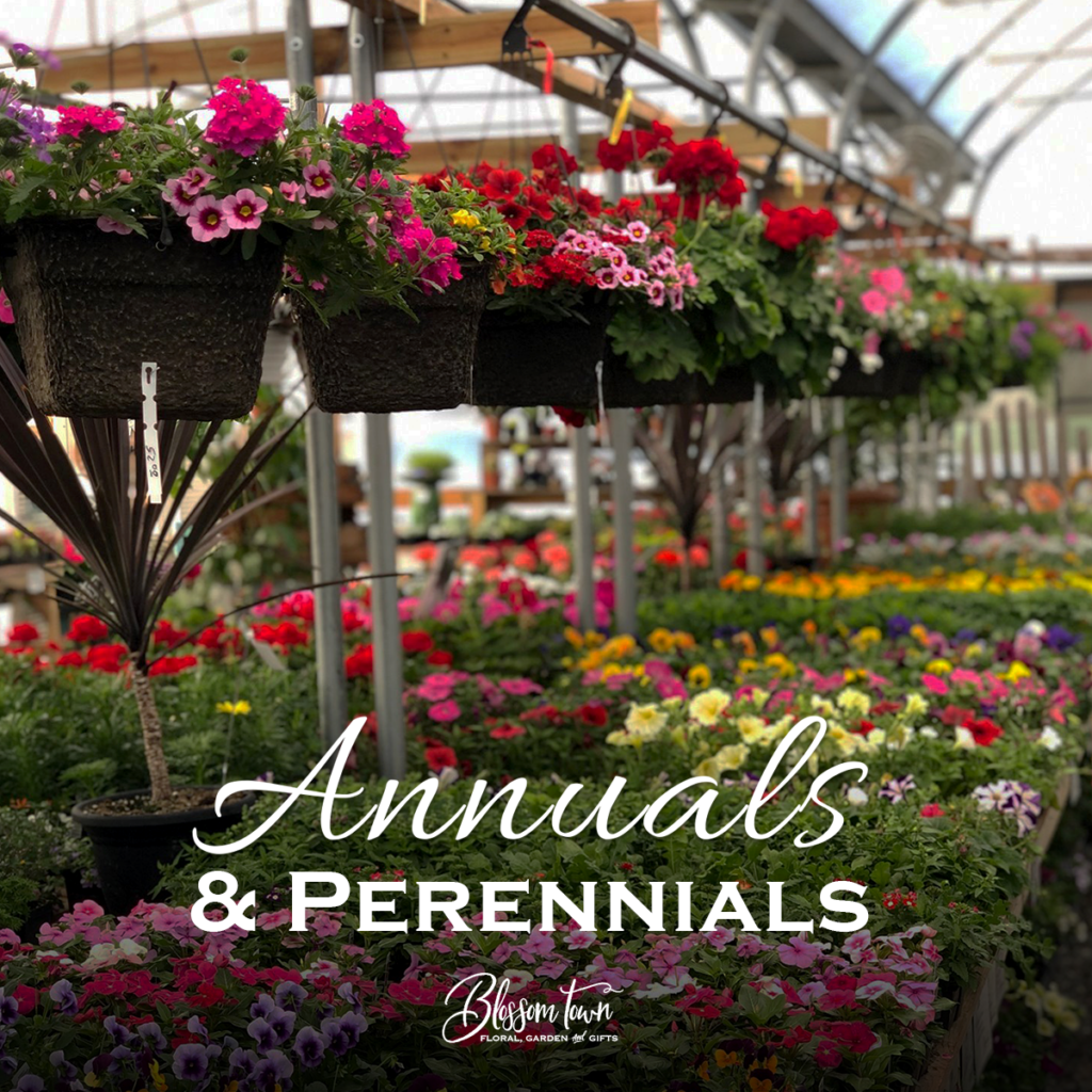 Annuals vs Perennials
