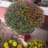 Fall Mums Blossom Town