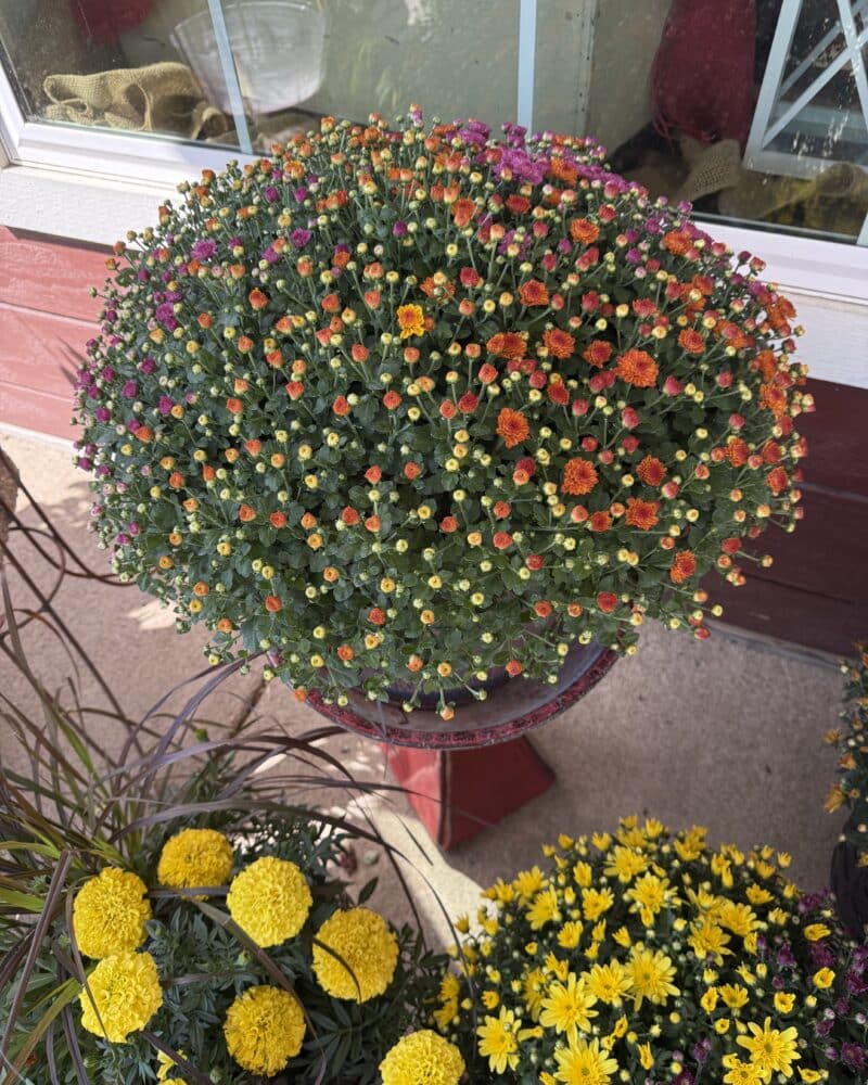 Fall Mums Blossom Town
