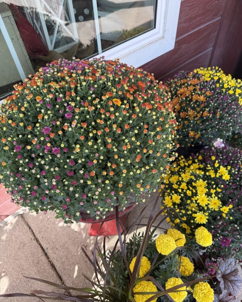 Fall Mums At Blossom Town