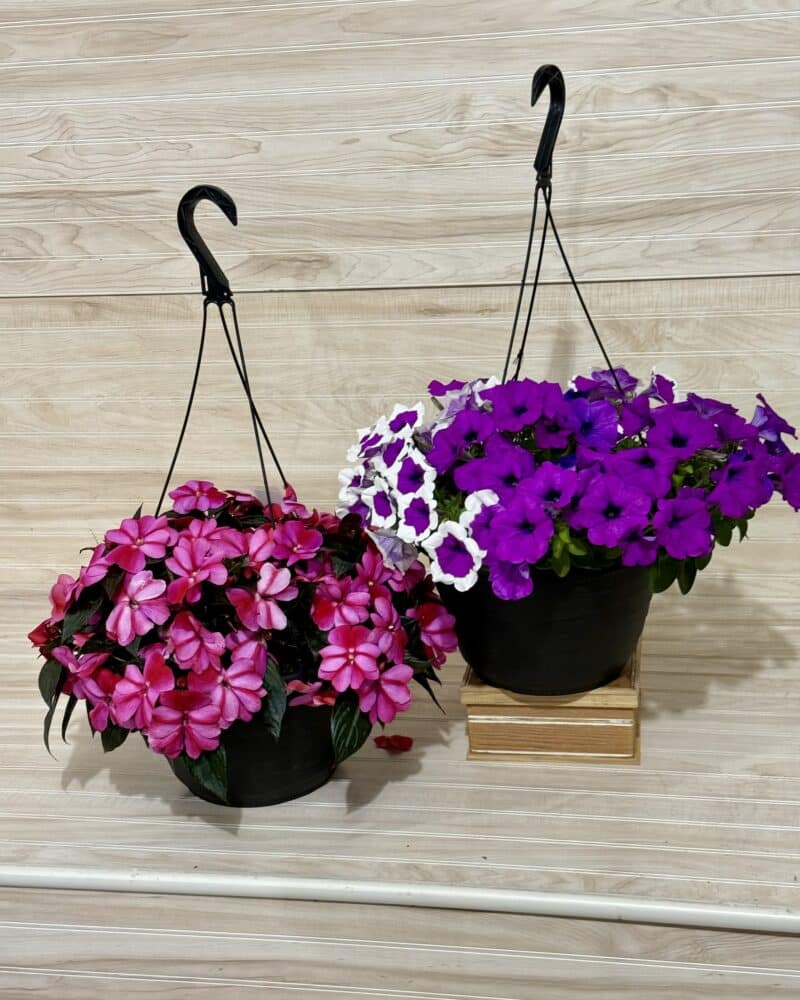 10" Hanging Basket Single Variety